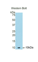 Western blot of recombinant ADAMTS8.