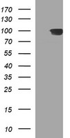 HEK293T cells were transfected with the pCMV6-ENTRY control (Left lane) or pCMV6-ENTRY ADAMTS8 (Right lane) cDNA for 48 hrs and lysed. Equivalent amounts of cell lysates (5 ug per lane) were separated by SDS-PAGE and immunoblotted with anti-ADAMTS8.