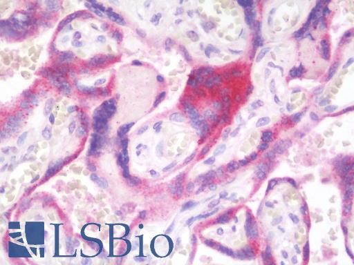 Anti-CD59 antibody IHC staining of human placenta. Immunohistochemistry of formalin-fixed, paraffin-embedded tissue after heat-induced antigen retrieval.