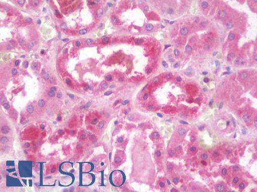 Anti-CD59 antibody IHC staining of human kidney. Immunohistochemistry of formalin-fixed, paraffin-embedded tissue after heat-induced antigen retrieval. Antibody LS-B10081 concentration 10 ug/ml.