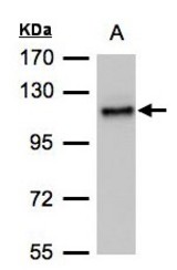 Sample (30 ug of whole cell lysate). A: H1299. 7.5% SDS PAGE. ADAMTSL2 antibody diluted at 1:500