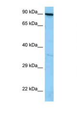 FYB antibody LS-C146374 Western blot of A549 Cell lysate. Antibody concentration 1 ug/ml.