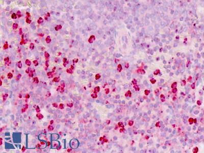 Anti-CD66c / CEACAM6 antibody IHC staining of human spleen. Immunohistochemistry of formalin-fixed, paraffin-embedded tissue after heat-induced antigen retrieval.