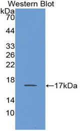 Western blot of recombinant CD66d / CEACAM3.