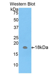 Western blot of recombinant CD66d / CEACAM3.