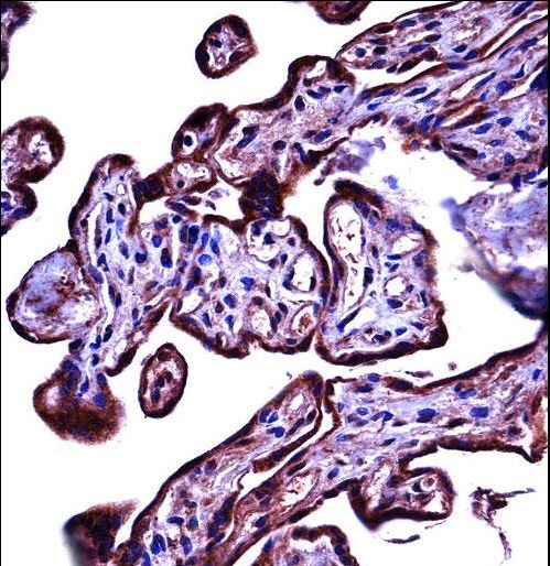 CEACAM3 Antibody immunohistochemistry of formalin-fixed and paraffin-embedded human placenta tissue followed by peroxidase-conjugated secondary antibody and DAB staining.