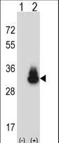 Western blot of CEACAM3 (arrow) using rabbit polyclonal CEACAM3 Antibody. 293 cell lysates (2 ug/lane) either nontransfected (Lane 1) or transiently transfected (Lane 2) with the CEACAM3 gene.