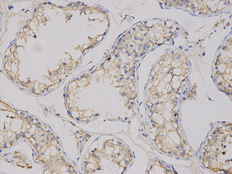 Immunohistochemistry of paraffin-embedded human testis using CEACAM3 antibody at dilution of 1:100 (200x lens).