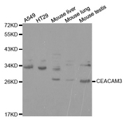 Western blot analysis of extracts of various cell lines, using CEACAM3 antibody.