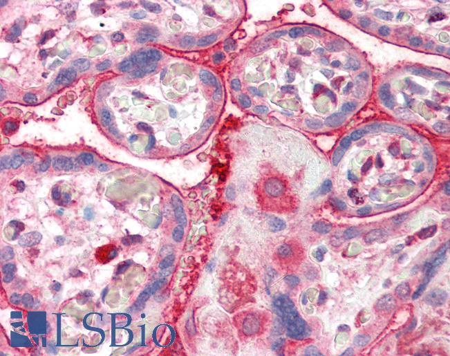 Anti-ADAP2 / CENTA2 antibody IHC of human placenta. Immunohistochemistry of formalin-fixed, paraffin-embedded tissue after heat-induced antigen retrieval. Antibody LS-B2279 concentration 5 ug/ml.