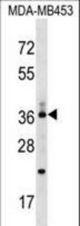 CD68/CD68 (kpi) Antibody western blot of MDA-MB453 cell line lysates (35 ug/lane). The CD68/CD68 (kpi) antibody detected the CD68/CD68 (kpi) protein (arrow).