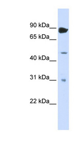 ADARB1 / RED1 antibody LS-C110509 Western blot of Transfected 293T cell lysate.