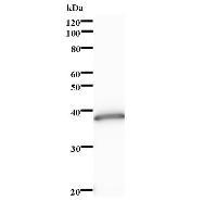 Western blot analysis of immunized recombinant protein, using anti-ADARB1 monoclonal antibody.