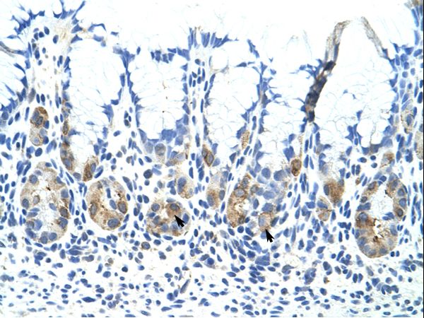 ADAT1 antibody LS-C30438 was used in IHC to stain formalin-fixed, paraffin-embedded human stomach.