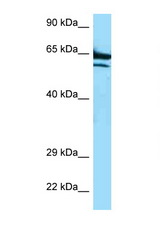 ADCK2 antibody LS-C145376 Western blot of HepG2 Cell lysate. Antibody concentration 1 ug/ml.