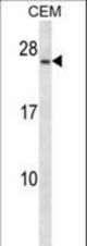 CD79A Antibody western blot of CEM cell line lysates (35 ug/lane). The CD79A antibody detected the CD79A protein (arrow).