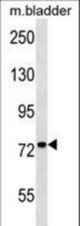 Mouse Cabc1 Antibody western blot of mouse bladder tissue lysates (35 ug/lane). The Cabc1 antibody detected the Cabc1 protein (arrow).