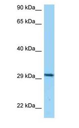 CD80 / B7 antibody Western Blot of HeLa.