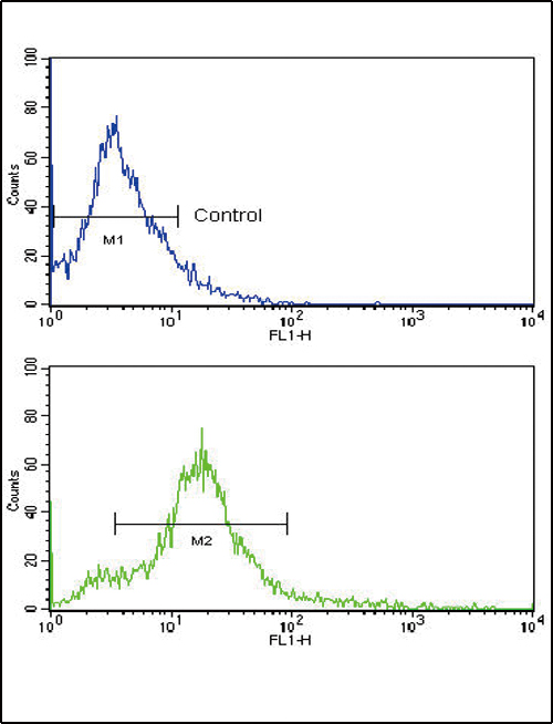 Flow cytometric of 293 cells using CD81 Antibody (bottom histogram) compared to a negative control cell (top histogram). FITC-conjugated goat-anti-rabbit secondary antibodies were used for the analysis.