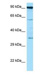 CD82 antibody Western Blot of THP-1.