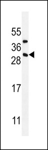 CD8B1 Antibody western blot of MDA-MB435 cell line lysates (35 ug/lane). The CD8B1 antibody detected the CD8B1 protein (arrow).