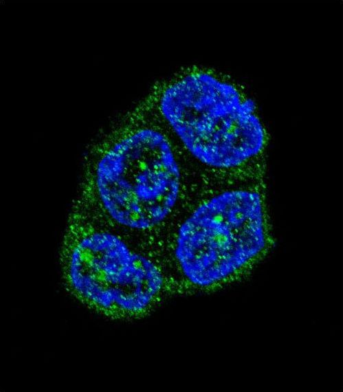 Confocal immunofluorescent of FAS Antibody with T47D cell followed by Alexa Fluor 488-conjugated goat anti-rabbit lgG (green). DAPI was used to stain the cell nuclear (blue).