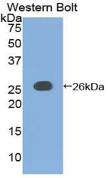 Western blot of recombinant ADCY6 / Adenylate Cyclase 6.