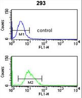 CDC14B Antibody flow cytometry of 293 cells (bottom histogram) compared to a negative control cell (top histogram). FITC-conjugated goat-anti-rabbit secondary antibodies were used for the analysis.