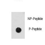 Dot blot of anti-Phospho-CDK2-pT14 Antibody on nitrocellulose membrane. 50ng of Phospho-peptide or Non Phospho-peptide per dot were adsorbed. Antibody working concentrations are 0.5ug per ml.