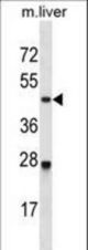 Mouse Cdk2 Antibody western blot of mouse liver tissue lysates (35 ug/lane). The Cdk2 antibody detected the Cdk2 protein (arrow).
