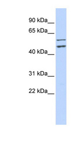 CDC20 antibody LS-B5877 Western blot of HeLa lysate.