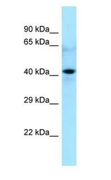CDC20B antibody Western Blot of 293T. Antibody dilution: 1 ug/ml.