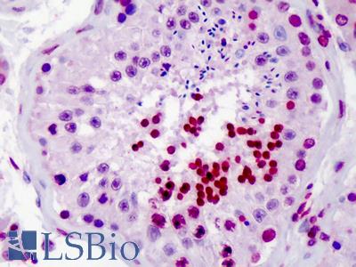 Anti-CDC25A antibody IHC of human testis. Immunohistochemistry of formalin-fixed, paraffin-embedded tissue after heat-induced antigen retrieval. Antibody LS-B3457 concentration 10 ug/ml.