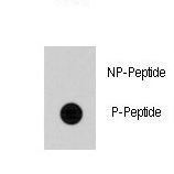 Dot blot of anti-Cdc25A Phospho-specific antibody on nitrocellulose membrane. 50ng of Phospho-peptide or Non Phospho-peptide per dot were adsorbed. Antibody working concentrations are 0.5ug per ml.