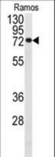Western blot of anti-CDC25B Antibody (S353) in Ramos cell line lysates (35 ug/lane). CDC25B (arrow) was detected using the purified antibody.