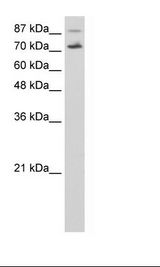 HepG2 Cell Lysate