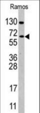Western blot of anti-CDC25B Antibody (Cat #7256c) in Ramos cell line lysates (35 ug/lane). CDC25B(arrow) was detected using the purified antibody.