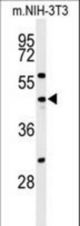 Western blot of CDC25C Antibody in NIH-3T3 cell line lysates (35 ug/lane). CDC25C (arrow) was detected using the purified antibody.