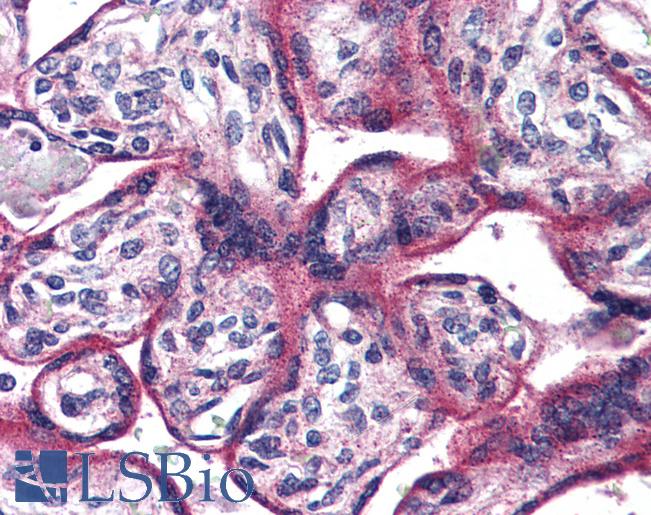 Anti-ADCYAP1R1 antibody LS-A944 IHC of human placenta. Immunohistochemistry of formalin-fixed, paraffin-embedded tissue after heat-induced antigen retrieval.