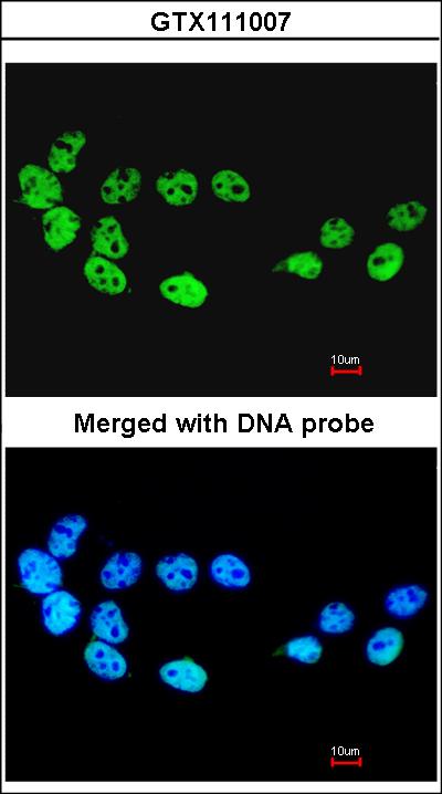 Immunofluorescence of paraformaldehyde-fixed A431 using CDC26 antibody at 1:200 dilution.