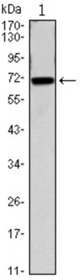 Western blot using CDC27 mouse monoclonal antibody against CDC27(AA: 724-830)-hIgGFc transfected HEK293 cell.