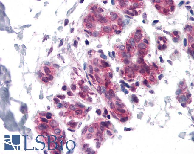 Anti-CDC27 antibody IHC of human breast. Immunohistochemistry of formalin-fixed, paraffin-embedded tissue after heat-induced antigen retrieval. Antibody LS-B4642 concentration 5 ug/ml.