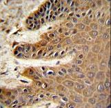 CDC37 Antibody IHC of formalin-fixed and paraffin-embedded skin followed by peroxidase-conjugated secondary antibody and DAB staining.