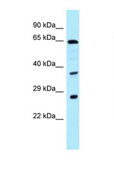 CDC37L1 antibody LS-C146010 Western blot of 1 Cell lysate. Antibody concentration 1 ug/ml.