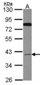 Sample (30 ug of whole cell lysate). A: Hela. 10% SDS PAGE. CDC37L1 antibody diluted at 1:1000.