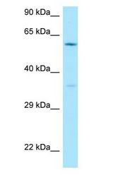 CDC40 antibody Western Blot of 293T.