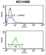 CDC42 Antibody flow cytometry of NCI-H460 cells (bottom histogram) compared to a negative control cell (top histogram). FITC-conjugated goat-anti-rabbit secondary antibodies were used for the analysis.