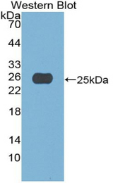 Western blot of recombinant A1CF / ACF.