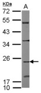 Sample (50 ug of whole cell lysate) A: mouse heart 12% SDS PAGE CDC42EP2 antibody diluted at 1:1000