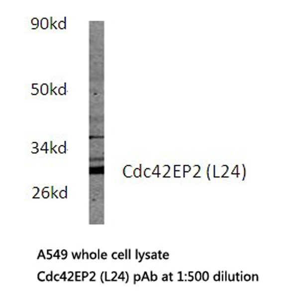 Western blot of Cdc42EP2 (L24) pAb in extracts from A549 cells.